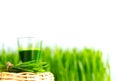 Shot glass of wheat grass with fresh cut wheat grass Royalty Free Stock Photo