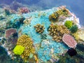Beautiful Picture of Colorful Corals iin Puerto Galera of the Philippines