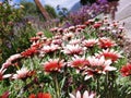 Gorgeous red white and black flowers in garden with colorful flowers Royalty Free Stock Photo