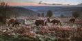 Shot of a grazing herd of cows in an autumn field