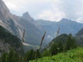 Shot of green alpine grass, scenic nature of the Dolomite Alps