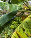 Shot of the green Cuban bananas. Plants Royalty Free Stock Photo