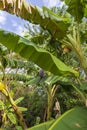 Shot of the green Cuban bananas. Plants Royalty Free Stock Photo