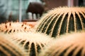 Shot of a group of cacti in the arid greenhouse