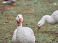 Shot of a group of ducks Royalty Free Stock Photo