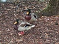 Shot of a group of ducks Royalty Free Stock Photo