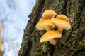 Shot of group edible mushrooms known as Enokitake