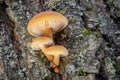 Shot of group edible mushrooms known as Enokitake