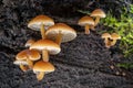 Shot of group edible mushrooms known as Enokitake