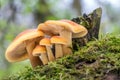 Shot of group edible mushrooms known as Enokitake Royalty Free Stock Photo