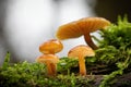 Shot of group edible mushrooms known as Enokitake