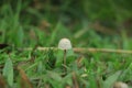 Shot of group edible mushrooms known as Enokitake, Golden Needle or winter mushrooms - Flammulina velutipes. Blurred background