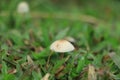 Shot of group edible mushrooms known as Enokitake, Golden Needle or winter mushrooms - Flammulina velutipes. Blurred background