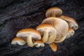 Shot of group edible mushrooms known as Enokitake