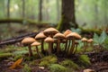 Shot of group edible mushrooms known as Enokitake, Golden Needle or winter mushrooms.