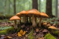 Shot of group edible mushrooms known as Enokitake, Golden Needle or winter mushrooms.