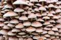Shot of group edible mushrooms known as sulphur tuft or clustered woodlover
