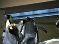 Shot of a group of penguins