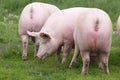 Sow pigs graze on summer pasture Royalty Free Stock Photo