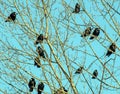 Shot of a group of ravens sitting on a leafless tree