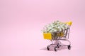 Gypsophila, close up of the tiny white flowers in small trolley on pink background