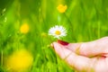 Shot of a hand holding a daisy in a meadow Royalty Free Stock Photo