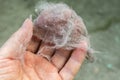 Shot of hand holding wad of dust with dirt and dead insects