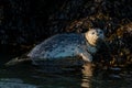 Shot of a harbor or common seal half lying in the water in front of the rock at the seashore Royalty Free Stock Photo