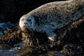 Shot of a harbor or common seal lying on a rock at the seashore Royalty Free Stock Photo