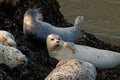 Shot of harbor or common seals lying on the rocks at the seashore Royalty Free Stock Photo