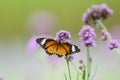 Butterfly on pink flower