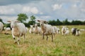 Last one there is a rotten egg. Shot of a herd of sheep running quickly in one direction outside on a farm. Royalty Free Stock Photo