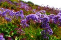 Hillside filled with purple flowers and green leaves Royalty Free Stock Photo