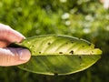 Shot hole disease Stigmina carpophila of cherry laurel -Prunus