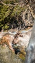 Shot of horned deer between trees at the day Royalty Free Stock Photo