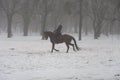 A shot of a horse gallops in heavy fog in winter forest at Holosiivskyi National Nature Park, Kyiv, Ukraine Royalty Free Stock Photo