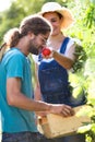 Horticulturist young couple harvesting fresh vegetables and putting on a basket and smelling tomatoe from the garden.