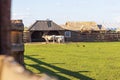 Shot of the Hungarian grey cattle. Farm Royalty Free Stock Photo