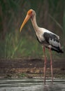 Shot of a isolated Painted stork at the Bhigwan bird sanctuary Royalty Free Stock Photo