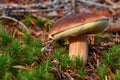 King boletus mushroom with red cape in the forest close up. Surrounded by green plants and woods. Royalty Free Stock Photo