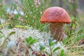 King boletus mushroom with red cape in the forest close up. Surrounded by green plants and woods. Royalty Free Stock Photo