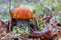 King boletus mushroom with red cape in the forest close up. Surrounded by green plants and woods. Royalty Free Stock Photo