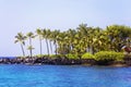 Coconut Palm Grove in Hawaii on Kona Bay Royalty Free Stock Photo