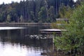 Shot of a lake with several water lilies at daytime