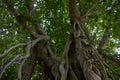 Shot of a large Banyan tree in Bangladesh. Picture of the roots of a large Banyan tree along the river