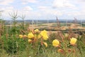 Shot of Large-flowered evening primrose flowers Royalty Free Stock Photo