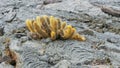 Shot of a lava cactus growing on isla santiago in the galapagos