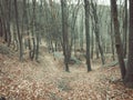 Shot of leafless trees in the woodland in the fall