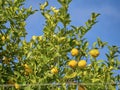 Shot of a lemon tree in a sunny day Royalty Free Stock Photo