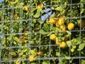 Shot of a lemon tree protected by an enclosement Royalty Free Stock Photo